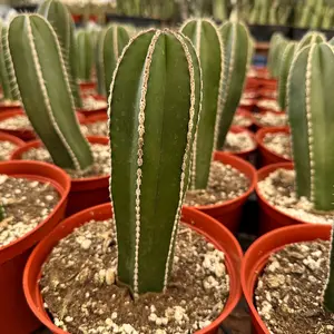 6 inch pot Mexican fence post