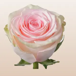 Esperance Roses Medium Pink Large Bloom 5.7-6.5cm 40 Petals 12 Days Vase Life Mini Pack 50 Stems Large Pack 100 Stems Fresh Farm Shipped