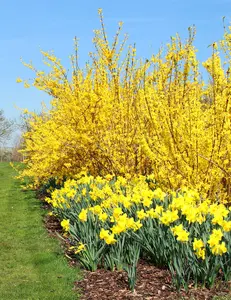 Lynwood Gold Forsythia Shrub