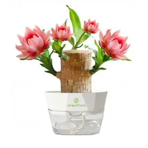 Lucky Brazilian Wood Potted Plant – Mini Brazil Wood for Hydroponics, 2025 New Desktop Decor with Plastic Tray Gift Ornaments