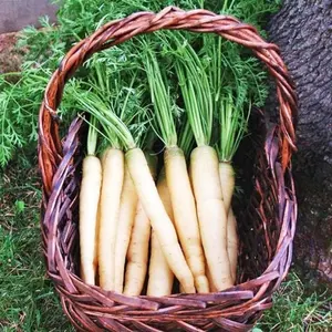 Lunar White Carrot Seeds