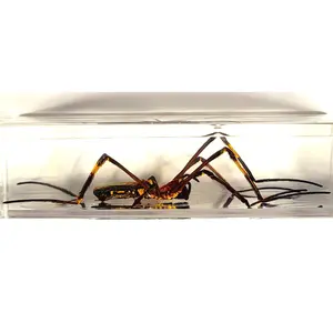 4.3" Real Giant Golden Orb Weaver Spider in Crystal Clear Lucite Resin Paperweight Specimen Preserved Nephila Pilipes Arachnoids Taxidermy Crafts Collection Decor