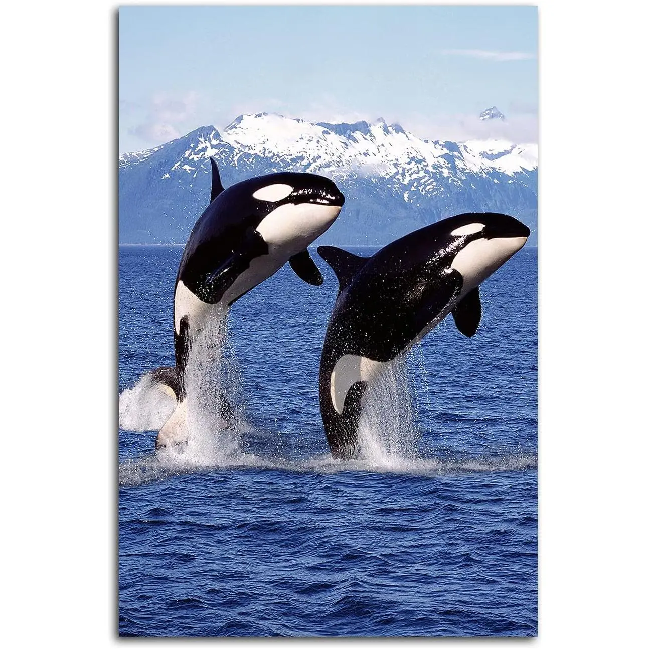 Killer Whale Poster Funny Wall Art Decor Poster Canvas Painting Pictures Blue Ocean Theme Pair Leaping for Living Room Bedroom Office Gift Unframed 16x24 Inch
