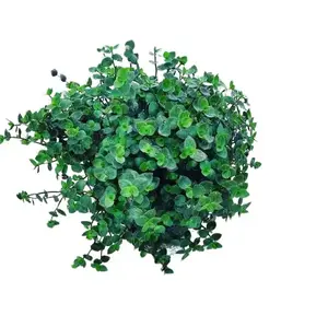 LIVE PLANT 1ft Tradescantia microfolia - Argentine Ivy Ornaments Decorative Decor