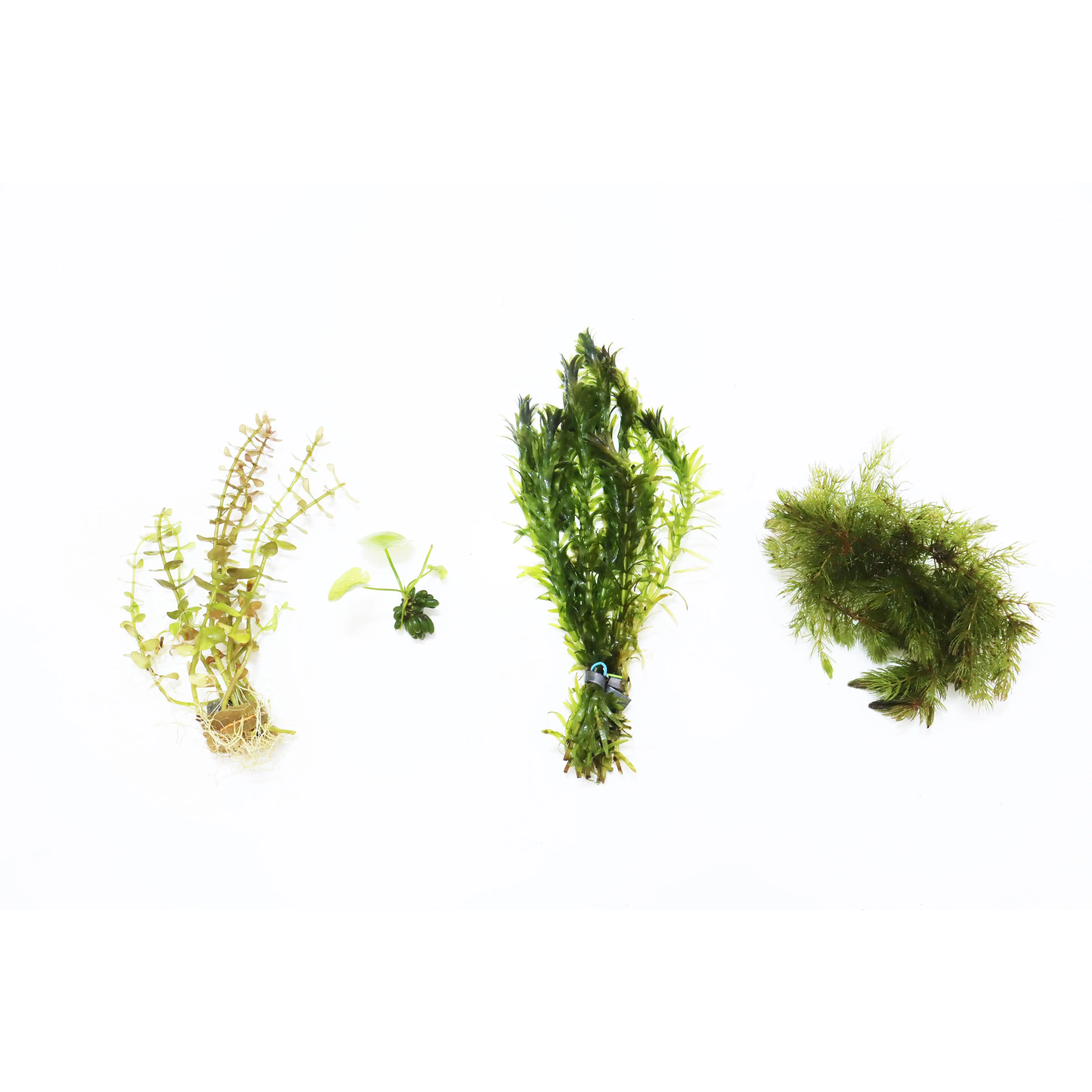 Can't Kill it Planted Combo (4 Plants For $24.95)