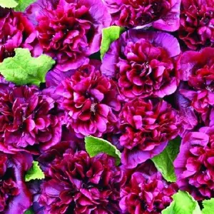 Green River 25 Double Blackberry Hollyhock Seeds - Perennial Flower Seed Pack, Cottage Garden Bloomers, Premium Seeds for Pollinator Gardens, Tall Vintage Flower Seeds for Planting Outdoors