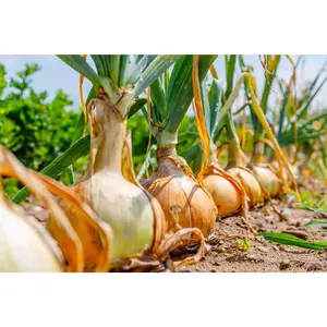 Onion Seeds For Planting, 200 Seeds, Vegetable & Fruit Seeds For Planting