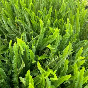Fern Kimberly (Nephrolepis Obliterata 'Kimberly Queen)