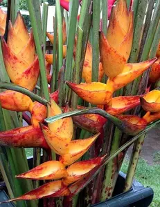 10 SPLASH -Helconia champneiana- SEEDS Lobster Claw Flower Banana Like Rare