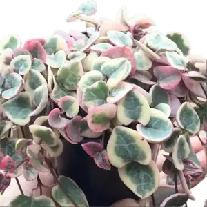 6” Rare Varigated String of Hearts Plant Decor Decorative Hanging Pot Succulent
