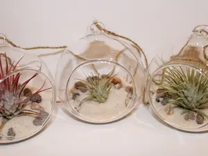 Air Plant Terrarium Kit