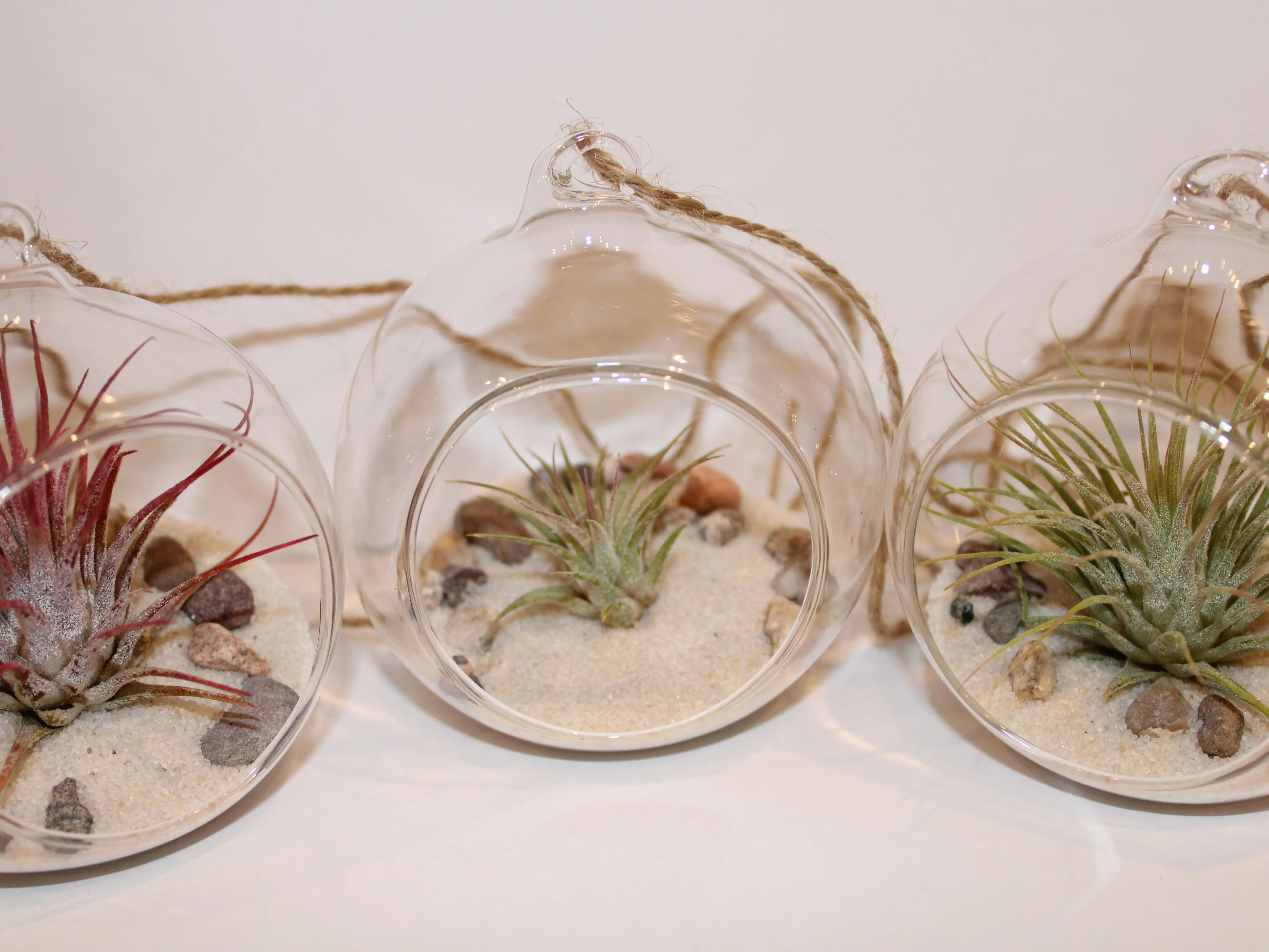 Air Plant Terrarium Kit Air Plant Terrarium Kit