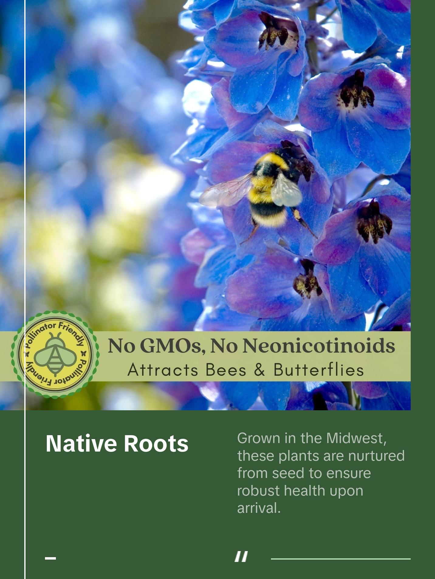 Delphinium Summer Blues (Larkspur) | Two Live Perennial Plants | Non-GMO, Dwarf Variety