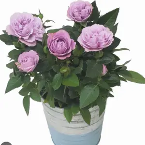 Purple  Mini Rose Potted Plant