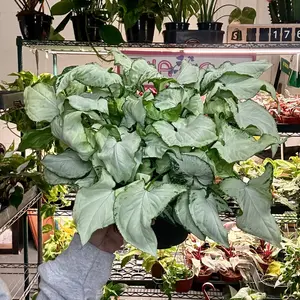 Syngonium Holly - 6” pot