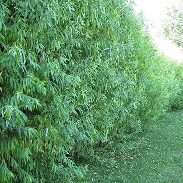 50 Austree Willow Trees - Privacy Barrier