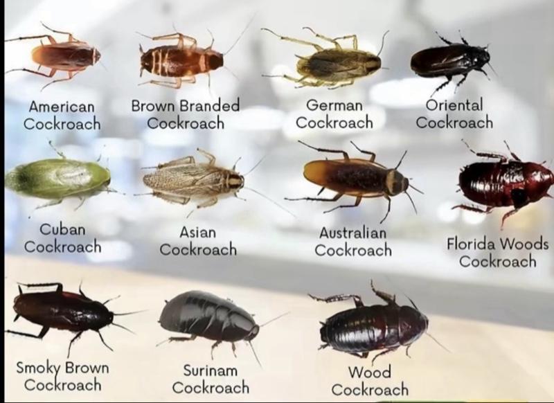 tiyeravet oil dispenser bottle