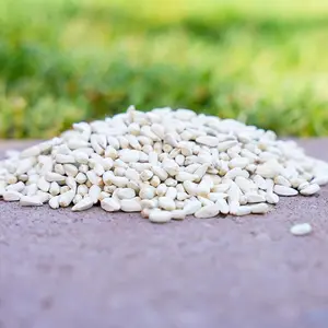 All-Natural Non-GMO Safflower Seed – Premium Wild Bird Food for Cardinals, Jays, Doves, and More (10 lbs)