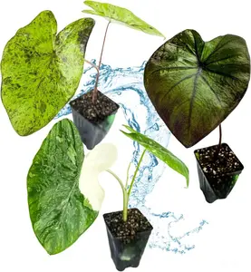 Exquisite Elephant Ears PPAF Bundle - Black Coral, Mojito & Elepaio Live Plants - Tropical Garden Delights - Outdoor Plants (Bundle of 3 Colocasias)