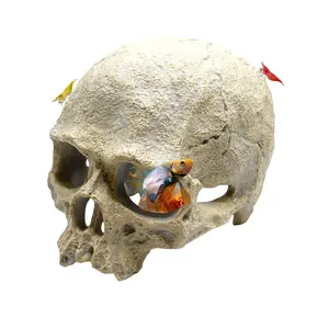 Human Skull Aquarium Decor – Resin Sinking Hide for Betta Fish, Shrimp & Small Aquatic Pets