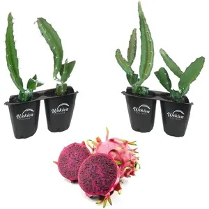 Dragon Fruit Tree - 4 Live Starter Plants - Hylocereous Undatus - Edible Tropical Fruit Plant from Florida