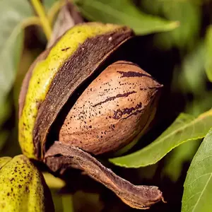 5 Northern Sweet Pecan Tree Seeds/Nuts (Carya illinoinensis) Hardy-Zone 5 Edible