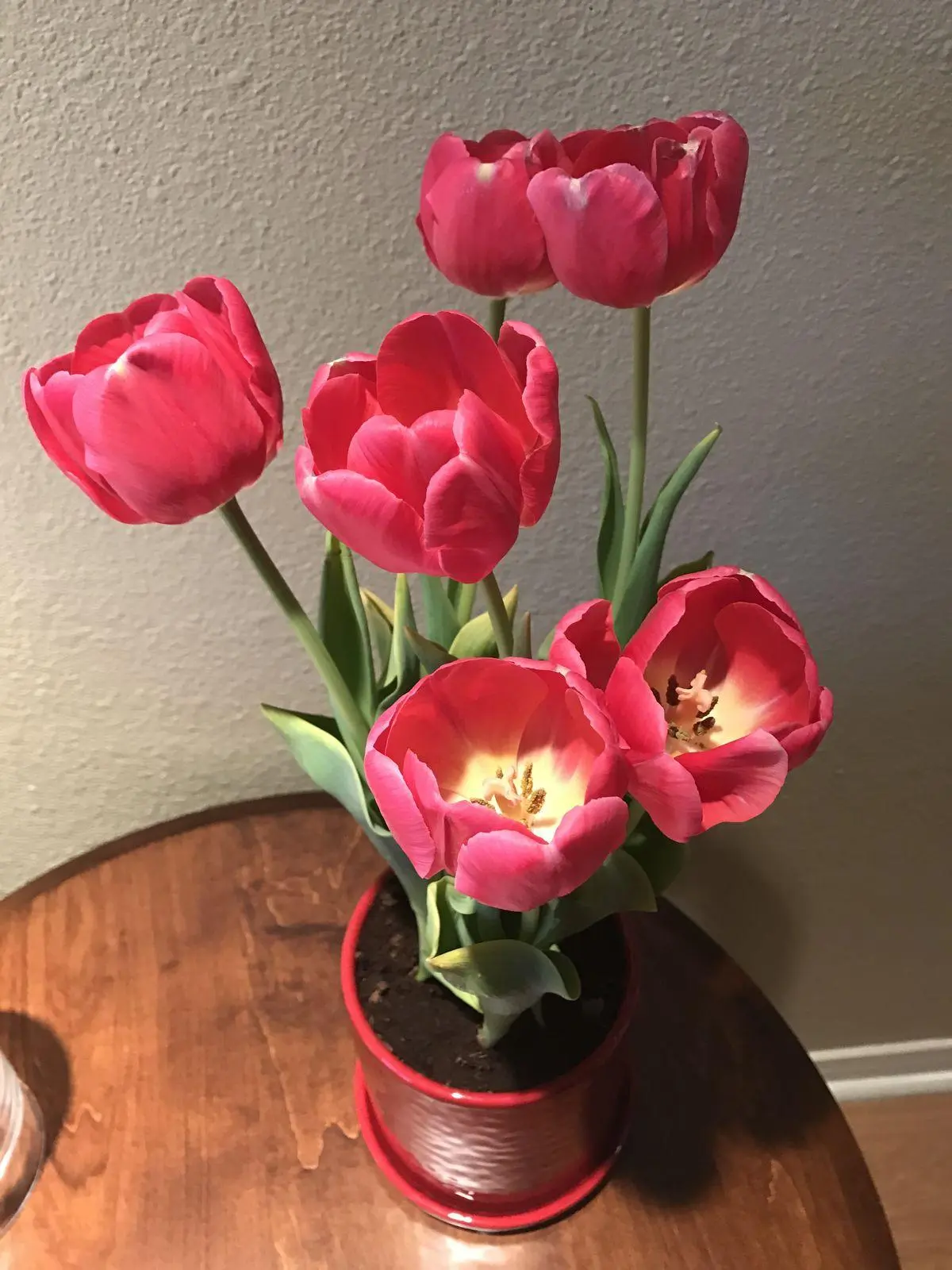 Fresh tulip bulbs available｜Easy to plant for beginners