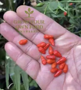 Organic Heirloom Pequin Chili Pepper, Non-GMO Live Plant for Home Garden Supplies