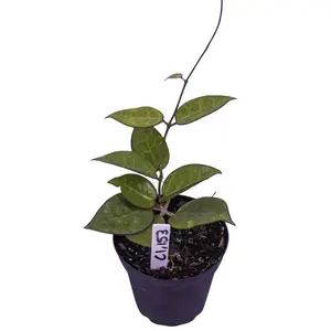 Hoya Black Margin Live Plant | Rare Hoya