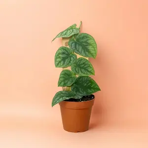 4" Monstera Dubia Shingle Plant - Indoor Live Plant, Rare Shingle Growth & Lush Leaves, Trellis Inlcuded, Medium, Bright Light, Air Purifying