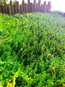 120 x 120cm Coral Sedum Succulent Sod Roll - Sedum rubrotinctum Live Plant,Jelly Bean Plant / Pork and Beans,Gift for Home Garden Decor