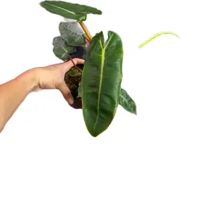 Philodendron Billietiae 4" Potted Live Plant - Philodendron Billie - Long Leaf Philodendron - Easy Care Climbing Plant - Collector's Aroid - Unique Interior Foliage - Low Maintenance - Fast Growing Houseplant