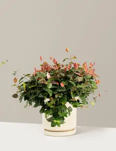 Snow-N-Summer™ Asiatic Jasmine