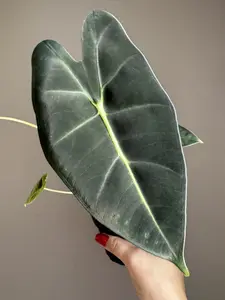 Alocasia Frydek - Velvety Deep Green Leaves with Bold White Veining Compact 4" Size for Desks & Plant Shelves Intermediate Care Bright Indirect Light