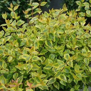 Brilliantina™ Abelia