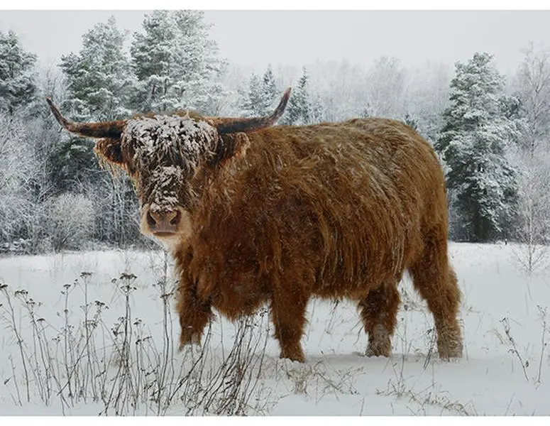 Fabric Hoffman Caramel Highland Cow Call of the Wild 42x32" Quilting Panel X5567-606