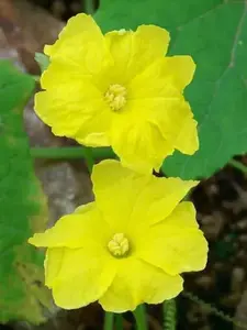 Luffa acutangula | Angled Loofah | Chinese Okra | Ribbed Gourd | 10_Seeds