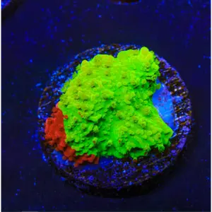 ACI Nuclear Fusion Grafted Montipora