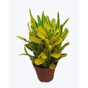 Croton Banana - Live Plant in an 8 Inch Pot - Codiaeum Variegatum 'Banana' - Beautiful Clean Air Indoor Houseplant