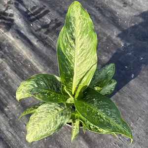 Dieffenbachia memoria corsii 6" Pot Houseplant with Large Heart-Shaped Leaves for Home Decor & Interior Design United States