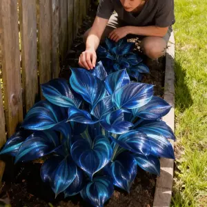 800 pcs Mixed Hosta Seeds – Emerald Green, Soft Blue & Cream Variegation for Stunning Year-Round Foliage – Easy Care Indoor/Outdoor Planting