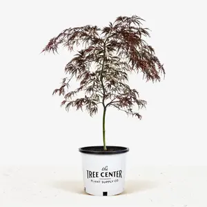 Japanese Maple Crimson Queen 3ft Live Plant for Outdoor Gardening Decorative Tree