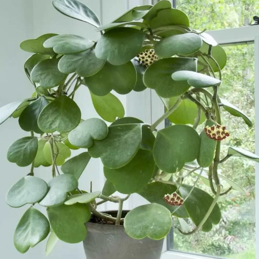 Hoya Kerrii Heart Succulent - Live Plant - Indoor or Outdoor plant - Heart-Shaped Hoya - Perfect Live Houseplants