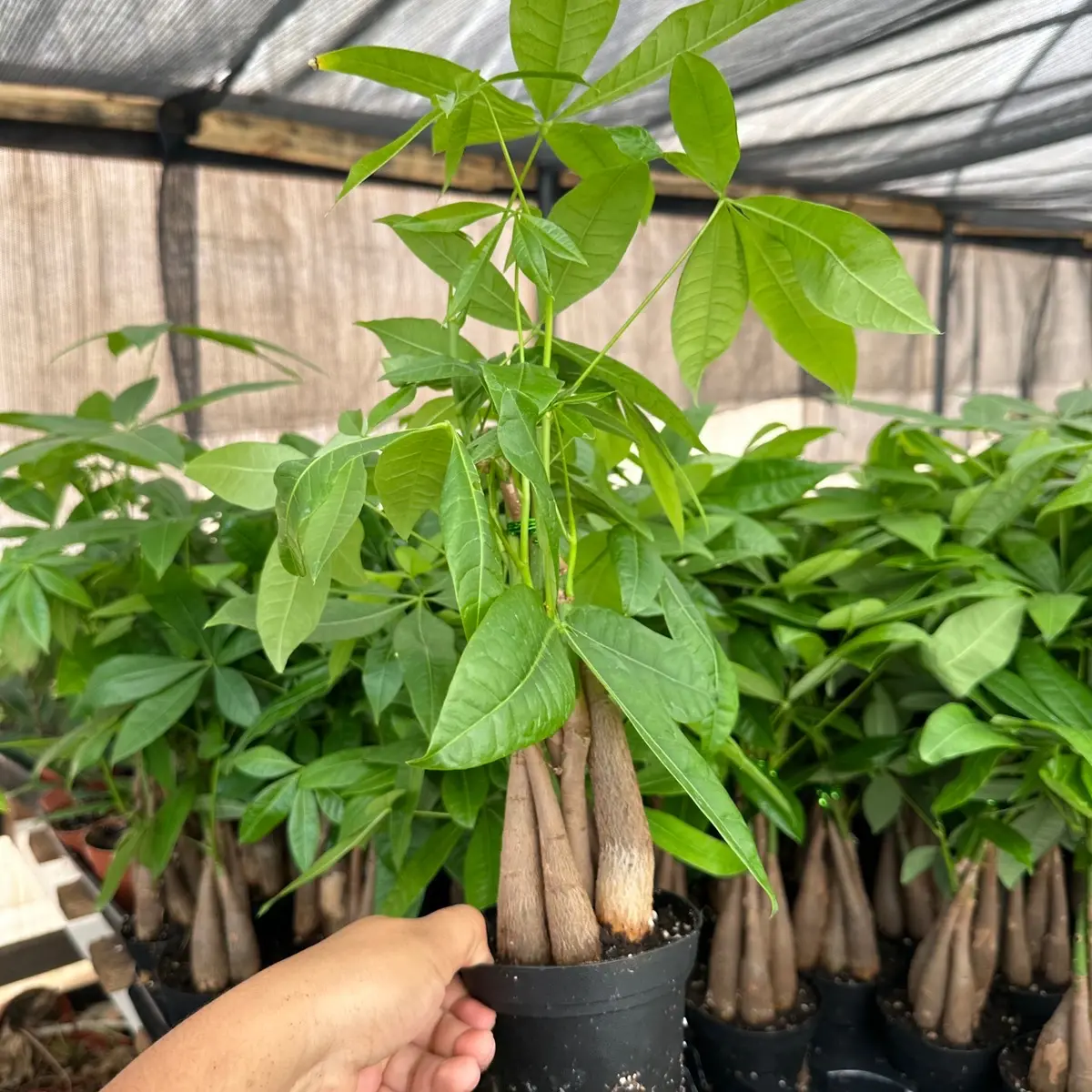 4” money tree plant
