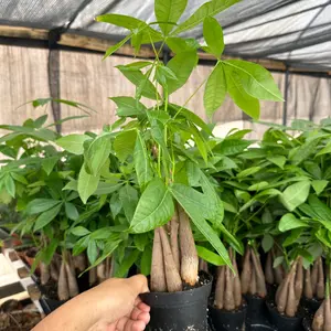 4” money tree plant