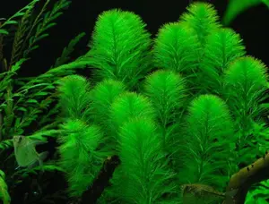 BUY 2 GET 1 FREE Green Foxtail (Myriophyllum pinnatum)-Easy Live Aquarium Pond Aquatic Plant