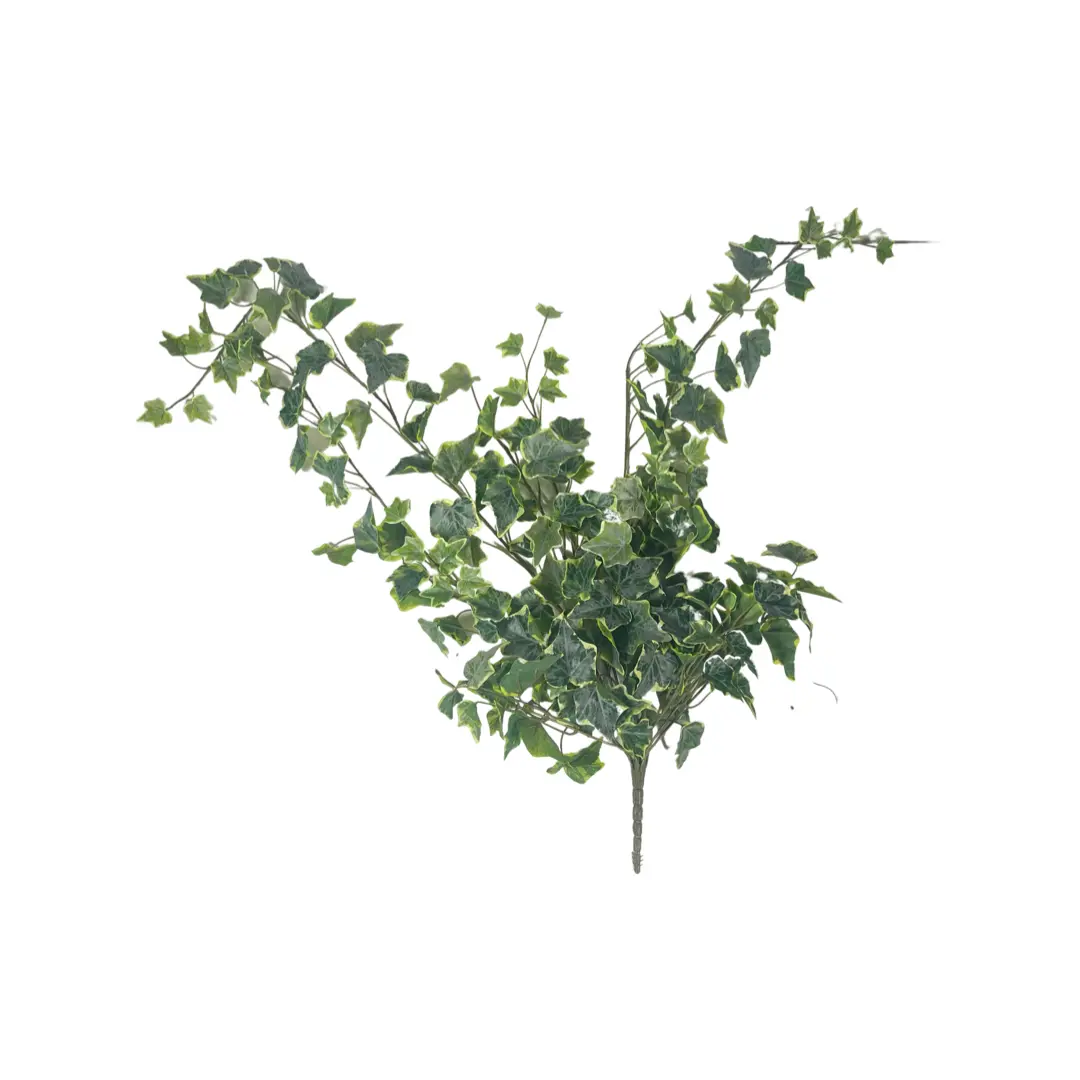 Large Variegated Ivy