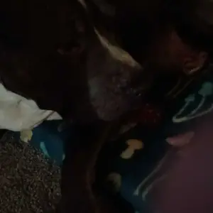 8-in-1 Multivitamin Soft Chews for Dogs – Probiotics, Gut & Immune Support – Natural Pork Flavor