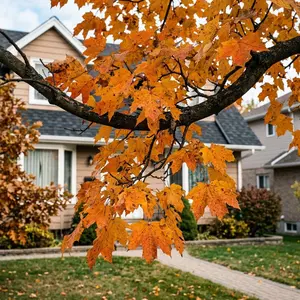 50 Sugar Maple Seeds for Planting - Variety for Home Gardening