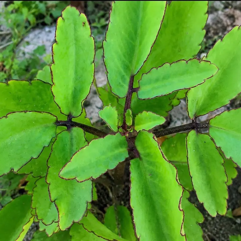 Fey Lougawou/ Miracle Leaf Herbal Tea, fresh life plant leaves